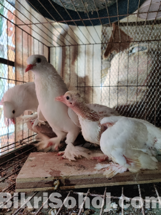 Arabian koka Pigeon